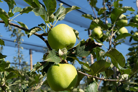Schweizer Äpfel sind dieses Jahr früh und noch nachhaltiger