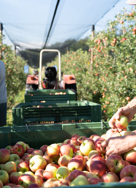 © Schweizer Obstverband