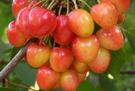 Chile steigert regionale Produktion von 