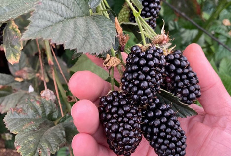 Special Fruit bietet Sweet-Royalla-Brombeeren an