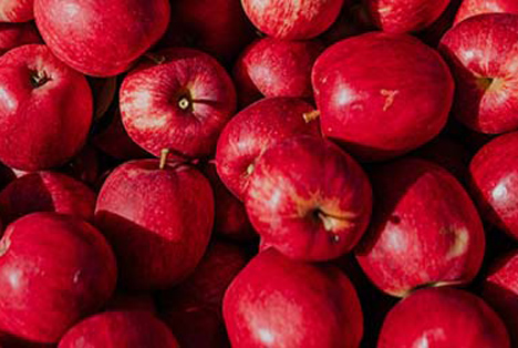 Zuerst werden Poppi™-Äpfel in Hawke's Bay geerntet. Foto © T&G Global