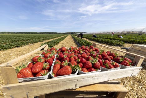 VSSE: Bilanz zur Erdbeersaison 2022 in Süddeutschland