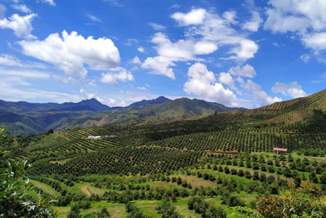 Foto © Westfalia Fruit in Colombia