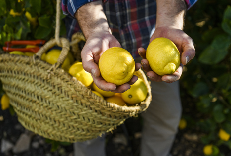 Die europäische Zitrone, ein Superfood, das der Nachhaltigkeit verpflichtet ist