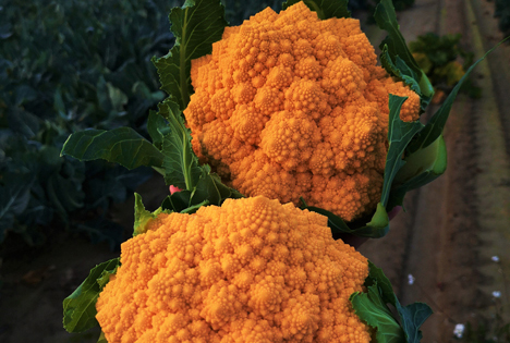 Italien: Amoresco - der erste orangefarbene Romanesco – eine Neuheit