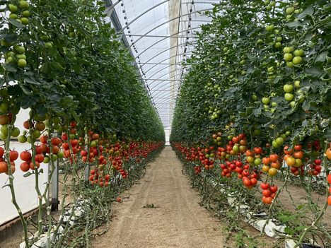 Tomatengewächshaus in Südspanien. Foto © CuteSolar