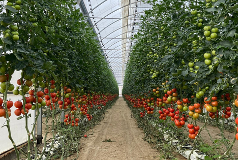 Start der Saison 22/23 in den Solargewächshäusern Südeuropas