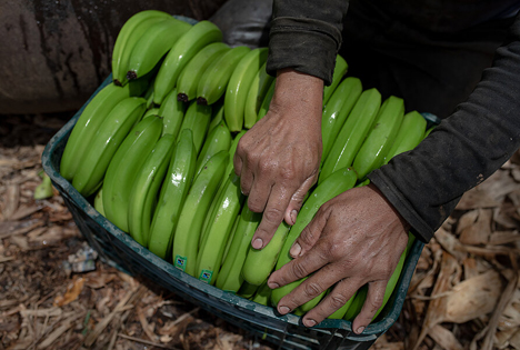 Harte Arbeit, wenig Geld: Bananenproduzent*innen können ihre Kosten nicht decken. © Ángela Ponce / Fairtrade International