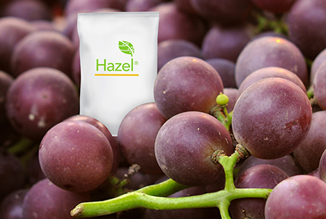 USA: Erfolgreiche Tafeltraubentests mit Schutz von Hazel Tech (Sachets)