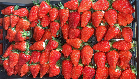 Elodì – die neue Premium-Erdbeere aus Emilia-Romagna Foto © Ri.Nova