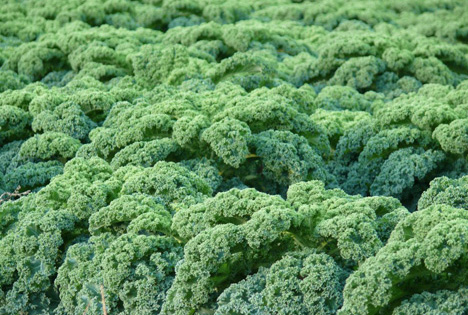 Rheinland; Grünkohl – traditionelles Gemüse und Superfood