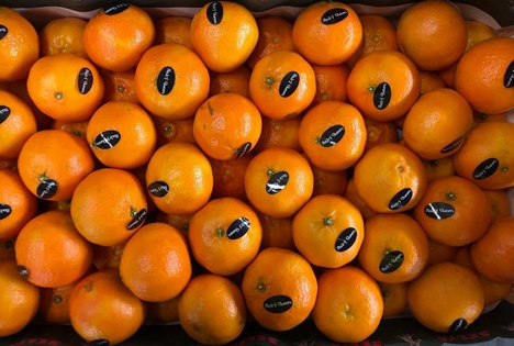 BLE-Marktbericht 47 KW Kleinfruchtige Zitrusfrüchte: Clemenules und Oronules überzeugten
