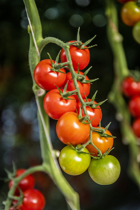 Ernte-Tour Tomaten. Foto © BVEO/Hendrik Haase