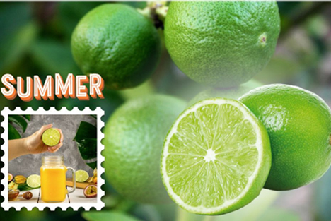 Eosta (Fairtrade) Bio-Limetten sind gefragt