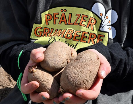 Foto © EZG "Pfälzer Grumbeere"