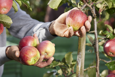 Edeka bietet exklusive Apfelsorte jetzt in ganz Deutschland an