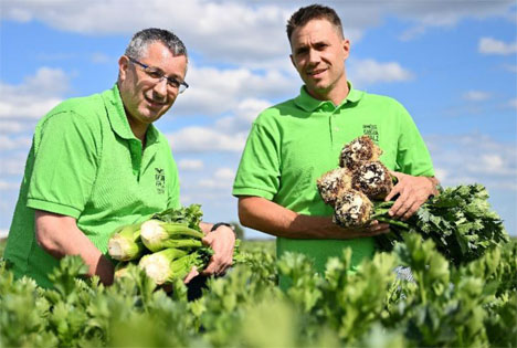 Sellerie aus dem Gemüsegarten Pfalz ist - als Bund, Knolle und Staude