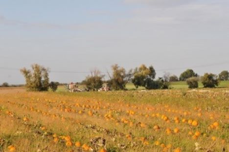 Foto © "Gemüsegarten Pfalz"