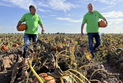 Vor Halloween machen sich jetzt noch abertausende Kürbisse aus dem Gemüsegarten Pfalz auf den Weg zu den Verbrauchern