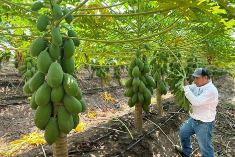 Koppert Mexico meldet erfolgreiche biologische Kontrolle bei Papaya