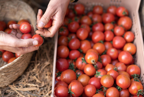 Lidl kauft 125.000 Tonnen spanische Tomaten, davon 80 % für Exporte