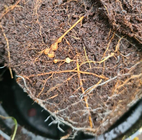 Meloidogyne enterolobii auf Ficus microcarpa 'Ginseng'. Foto © NVWA