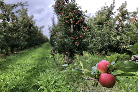 Foto © Landvolk Niedersachsen