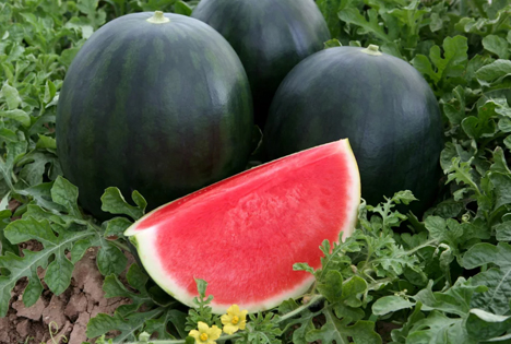 Italienische Verbraucher haben klare Vorstellungen von Wassermelone, aber es gibt Überraschungen