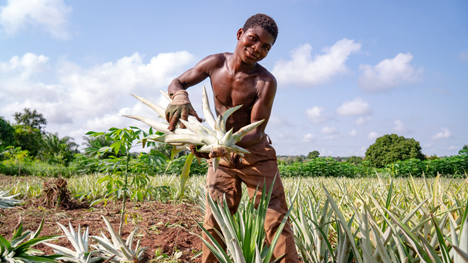 Pineapple Dolcetto. Foto © Brio/Agrintesa/CJPABZ