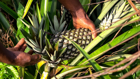 Pineapple Dolcetto. Foto © Brio/Agrintesa/CJPABZ