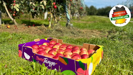 Deutscher Erntestart für Sweetango®: Der Geschmack des Sommers ist zurück
