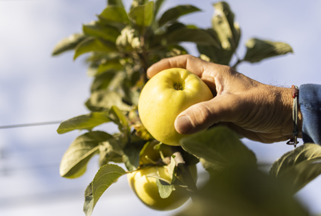 yello®: der gelbschalige apfel für echte feinschmecker ist zurück!