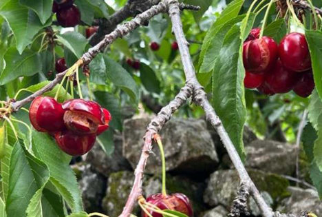 Regen verursacht Verlust von 80 % für Kirschproduktion in dem Jerte-Tal