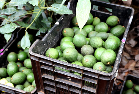 Westfalia Fruit: Wegweisende Widerstandsfähigkeit in globalen Avocado-Lieferketten