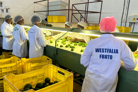 Westfalia Fruit stellt Pläne zur Erweiterung des Verpackungsbetriebes in Mosambik vor