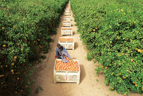 Vietnam öffnet für Texas Grapefruits