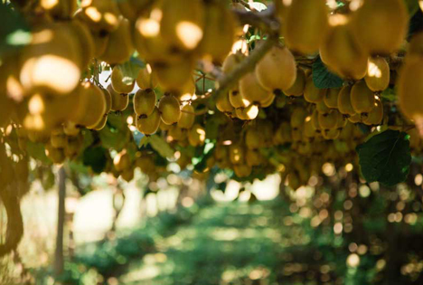 Zespri und Sir John Key treffen sich mit dem Chinesischen Außenminister