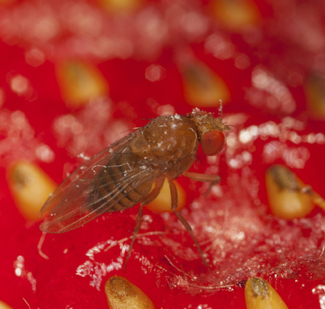 Kirschessigfliege Erdbeere. Foto © Arnaud Conne, Agroscope