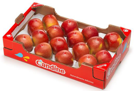 Apfelsorte Candine®. Foto © Apofruit