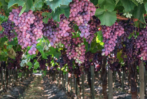 Meilenstein der chilenischen Tafeltraubensaison: Zunahme bei neuen Sorten