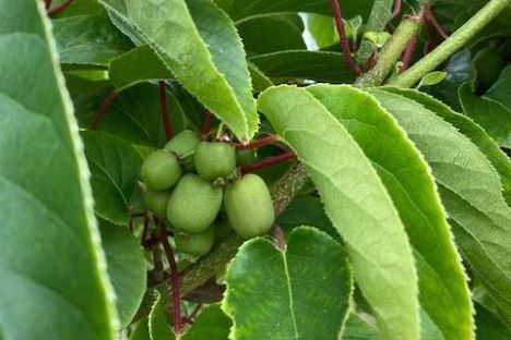 Neue Exoten aus deutschem Anbau: Kiwibeeren