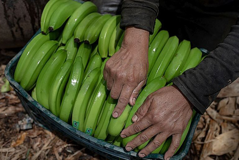 Bananenerzeuger verpackt Bananen. Foto © Ángela Ponce / Fairtrade / Fairpicture