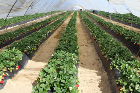 Spanien verzeichnet Produktionsrückgang von 30 % bei Erdbeeren und 25 % bei Blaubeeren