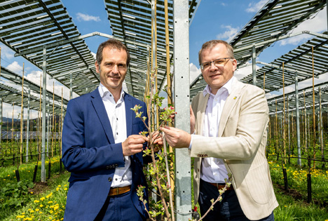 Äpfel unter Strom: Agrar-Photovoltaik-Testprojekt in Pöchlarn liefert erste positive Ergebnisse