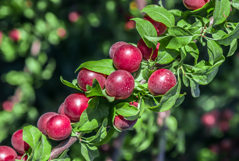 Hortgro Plum 2023 Bildquelle: Shutterstock.com shutterstock_2180371841