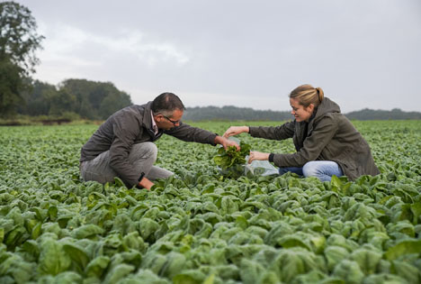 Bewusstsein schärfen zum Erntedank Foto © iglo Deutschland