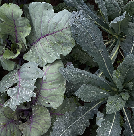 Palm- oder Schwarzkohl neben Kohlrabi. Foto © Leonova/pexels via www.lid.ch  