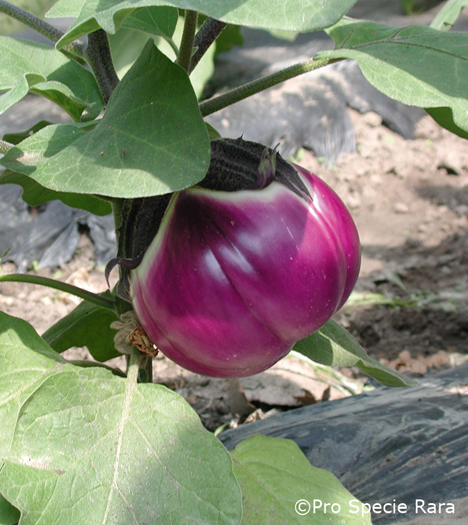 Die Aubergine Rotondo Bianca Sfumata di Rosa schnitt in der Nutzwertanalyse gut ab. Foto © Pro Specie Rara