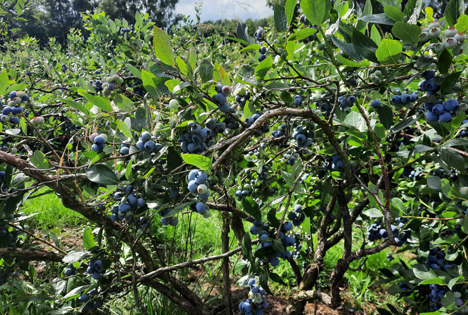 Niedersachsen: Regen gibt Heidelbeeren den letzten Kick