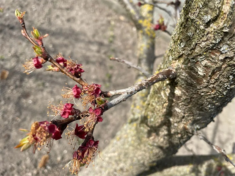 Österreichische Hagelversicherung: Schwere Frostschäden im Obstbau